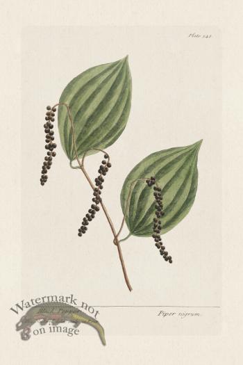 BEE 348 Black Pepper